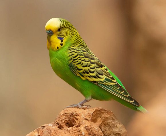 Budgerigar