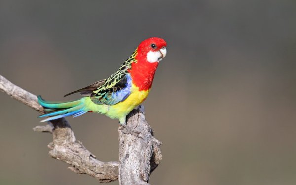 Eastern Rosella