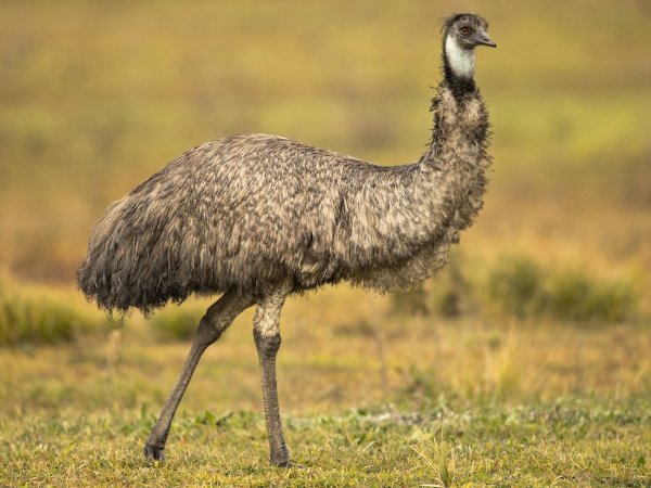 Emu