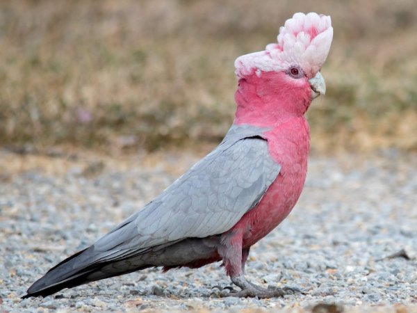 Galah