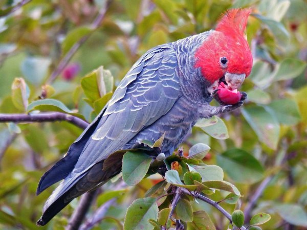 Gang-gang Cockatoo