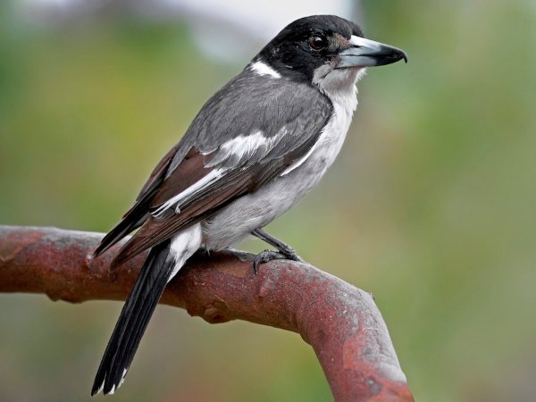 Grey Butcherbird
