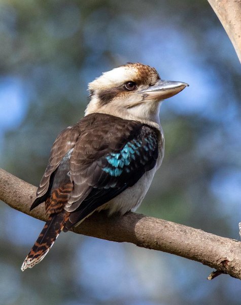 Laughing Kookaburra