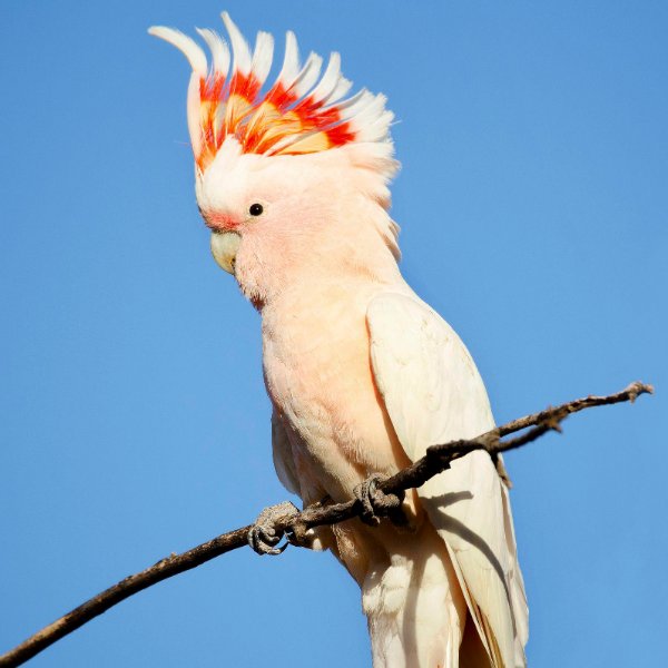 Major Mitchell Cockatoo