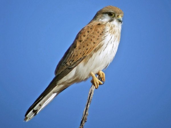 Nankeen Kestrel