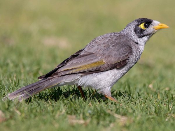 Noisy Miner