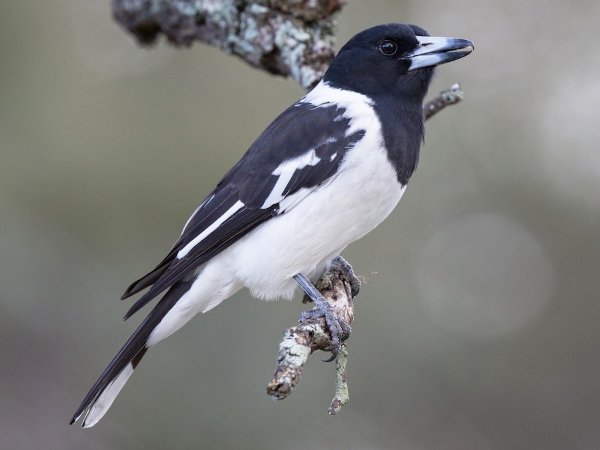 Pied Butcherbird