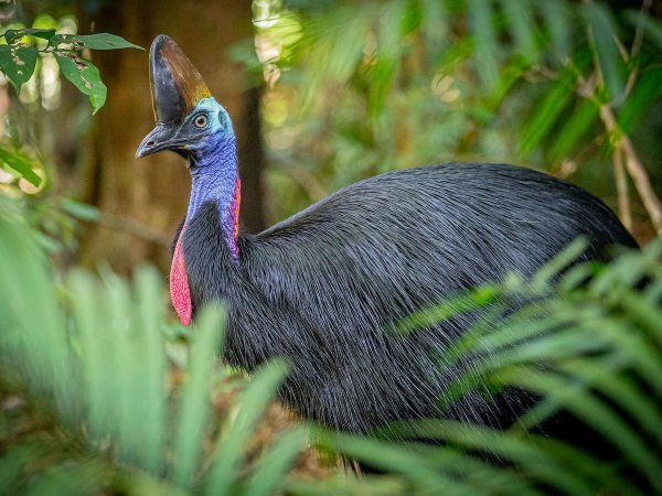 Southern Cassowary
