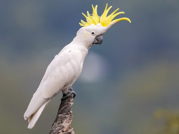 Sulphur-crested Cockatoo