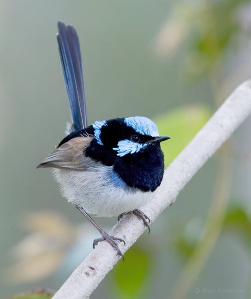 Superb Fairywren
