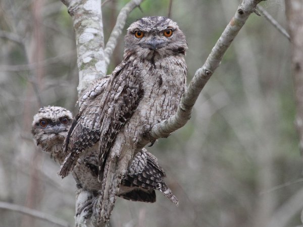 Tawny Frogmouth