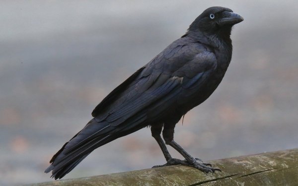 Torresian Crow