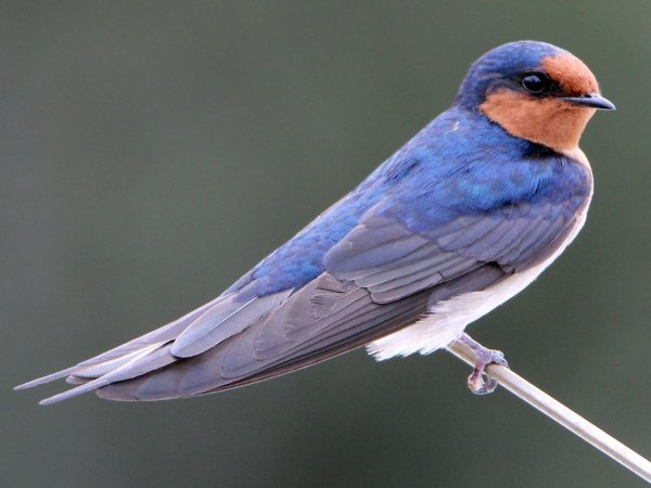 Welcome Swallow