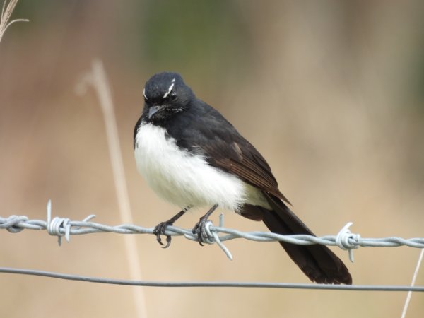 Willie Wagtail