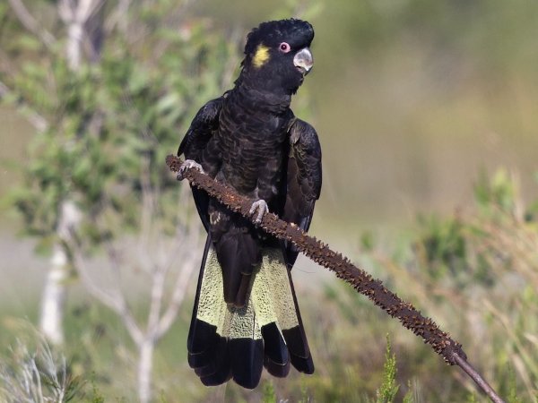 Yellow-tailed Black-Cockatoo