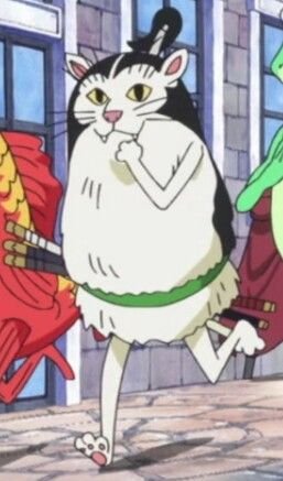 Dressrosa cat