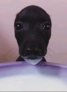 66823