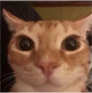 Zeitroy