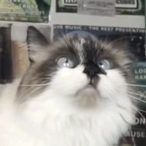 GG (Talking Kitty Cat)