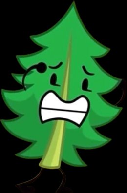 Fern