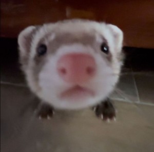 Cerbero