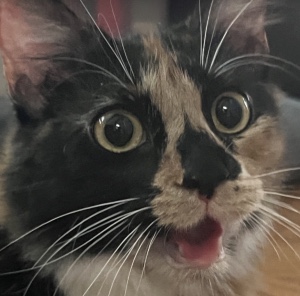 Bean