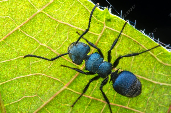 Radioactive Ant