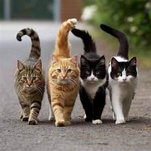 Cats