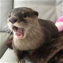 Otters