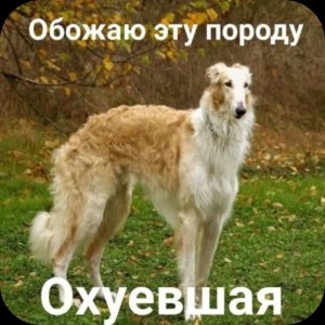 Элис (глава bruh)