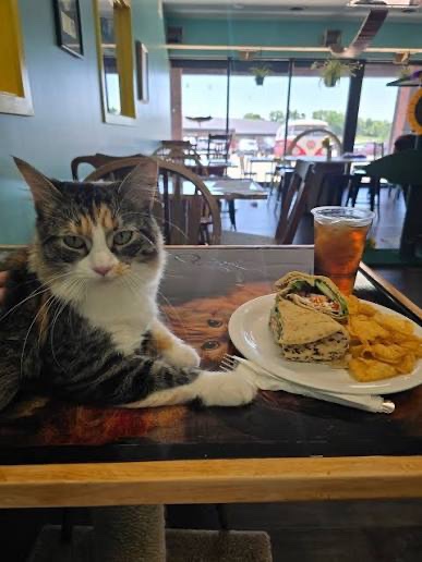 Cat Cafe