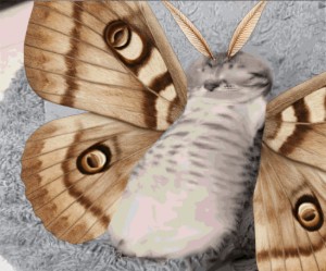 butterfly cat