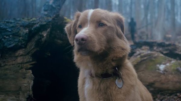 Indy - Good Boy