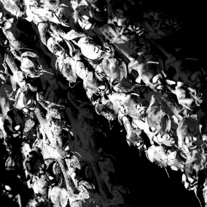 백골의 정원 (Garden of skeletons)