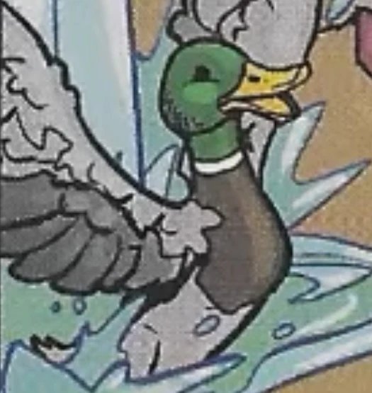 Duck