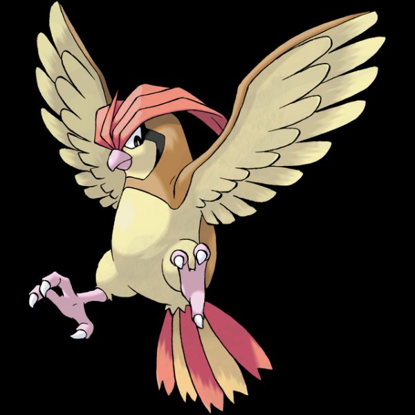0017 Pidgeotto