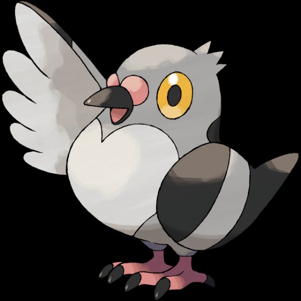 0519 Pidove