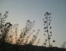 とめどない夕方に爆死