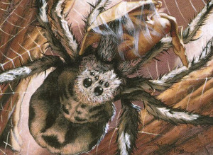 Spiders