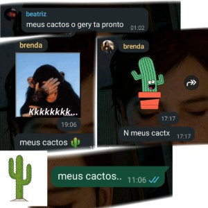 meus cactos
