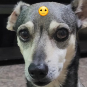 snoop