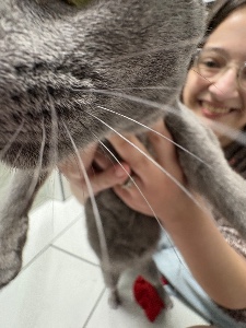 gay cat