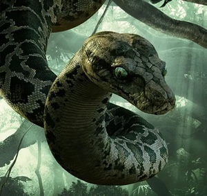 Kaa