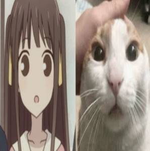 tohru honda