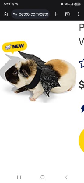 Bat