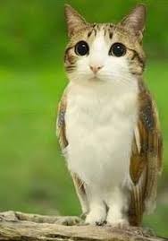 Meowl