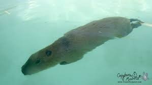 Capybara (Submerged)