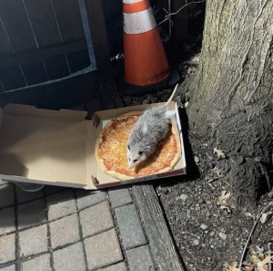 Opossum