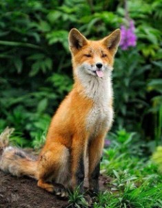 Fox