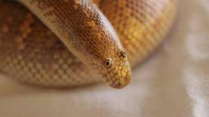 Sand Boa